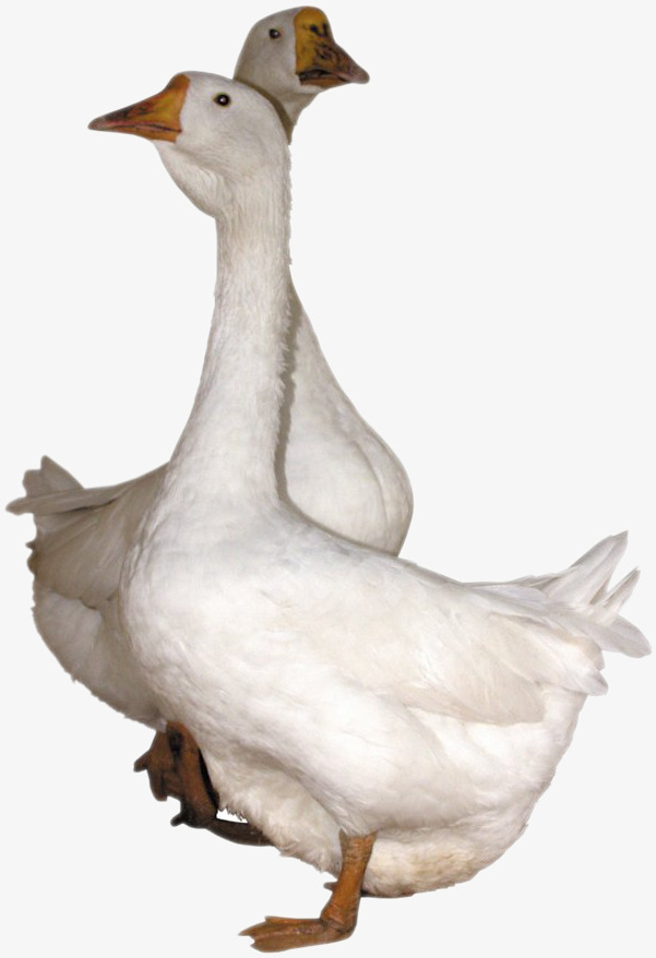 Goose Hd Free Buckle Material, Goose, Poultry, Animal Free Png Image - Goose, Transparent background PNG HD thumbnail