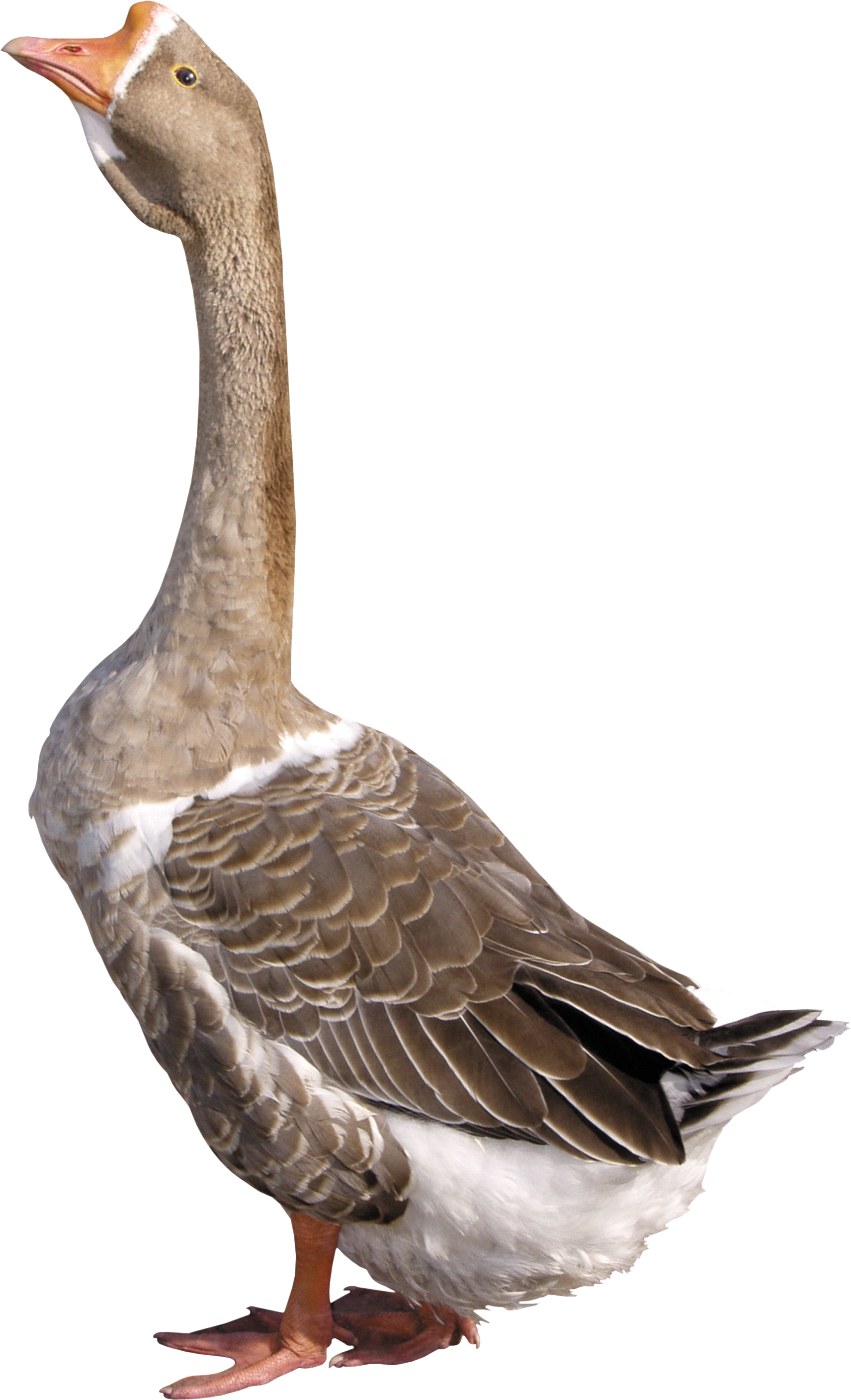 Goose 7