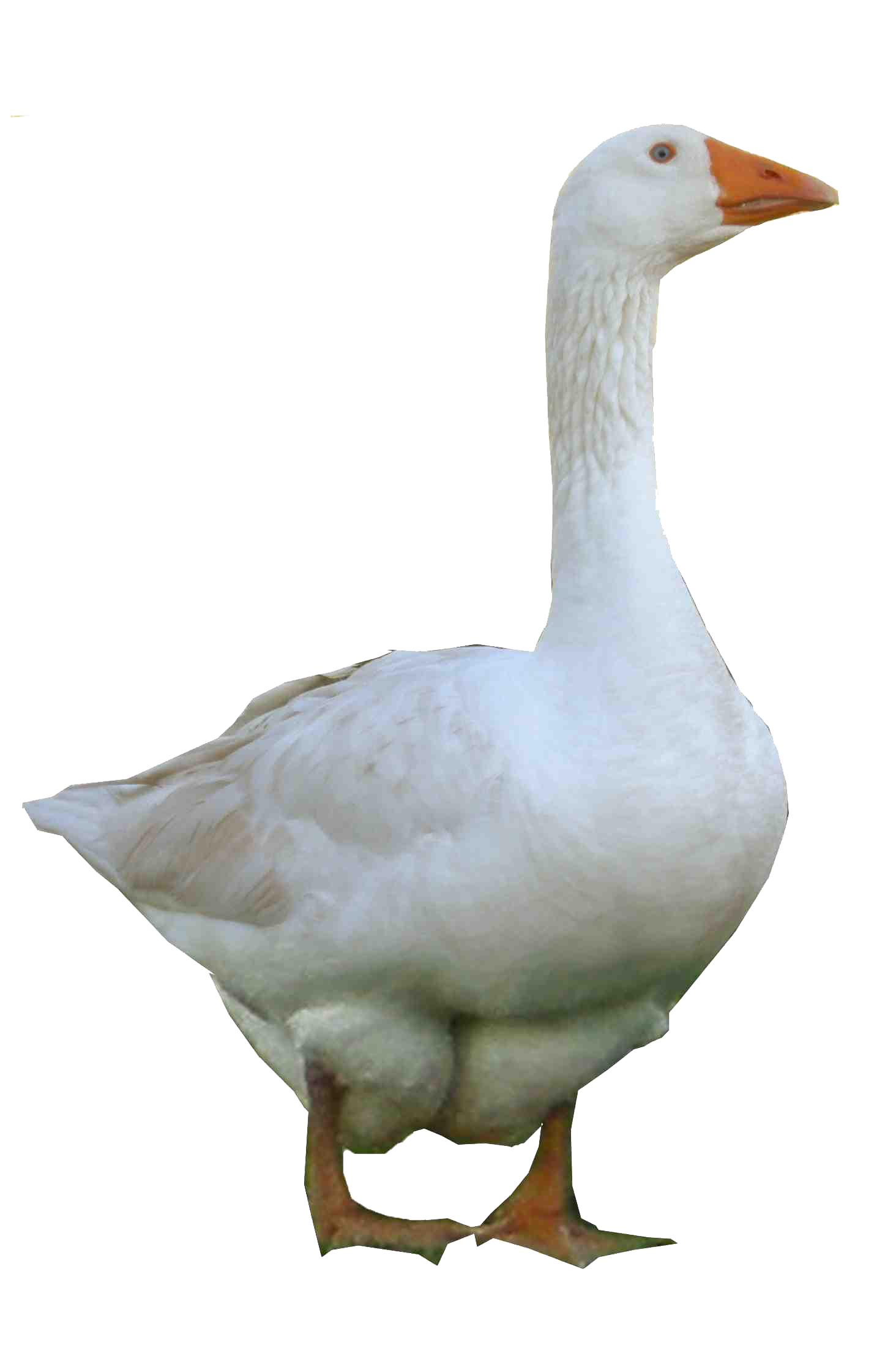 Goose Png Photo - Goose, Transparent background PNG HD thumbnail