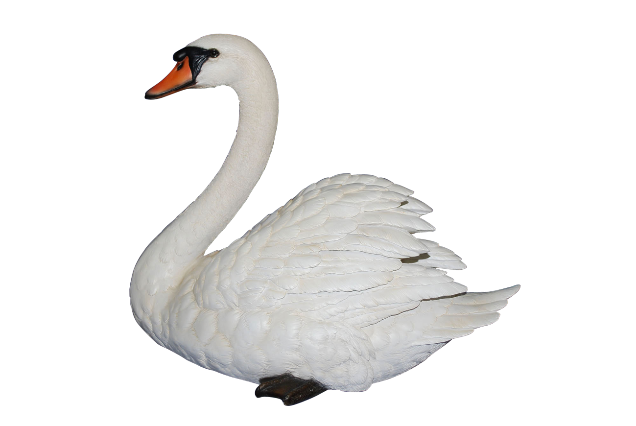 Swan Png Clipart Png Image - Goose, Transparent background PNG HD thumbnail