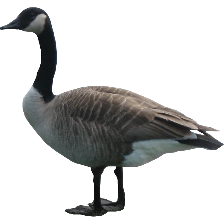 Goose Png Hd - Goose, Transparent background PNG HD thumbnail
