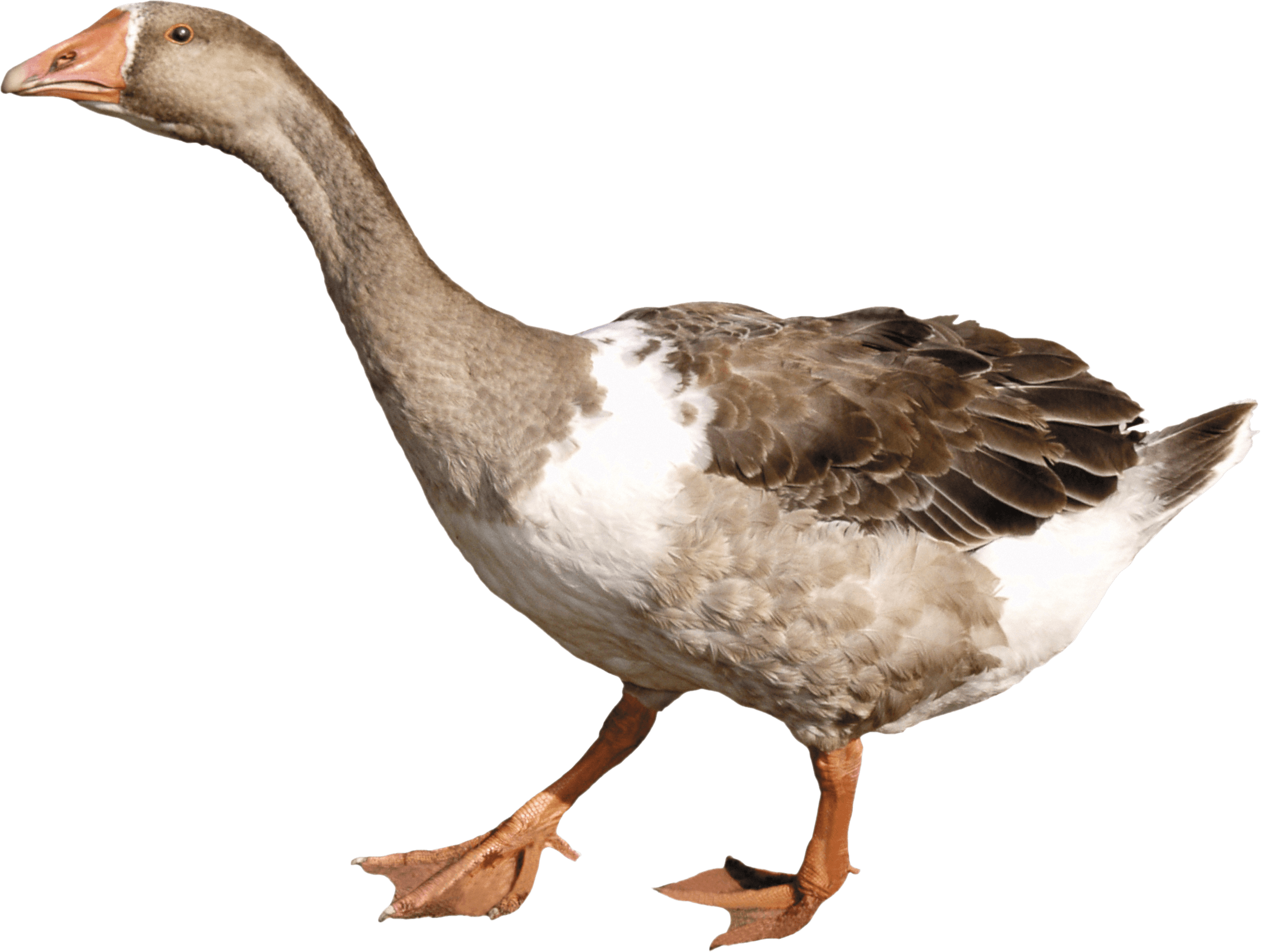 Grey Duck - Goose, Transparent background PNG HD thumbnail