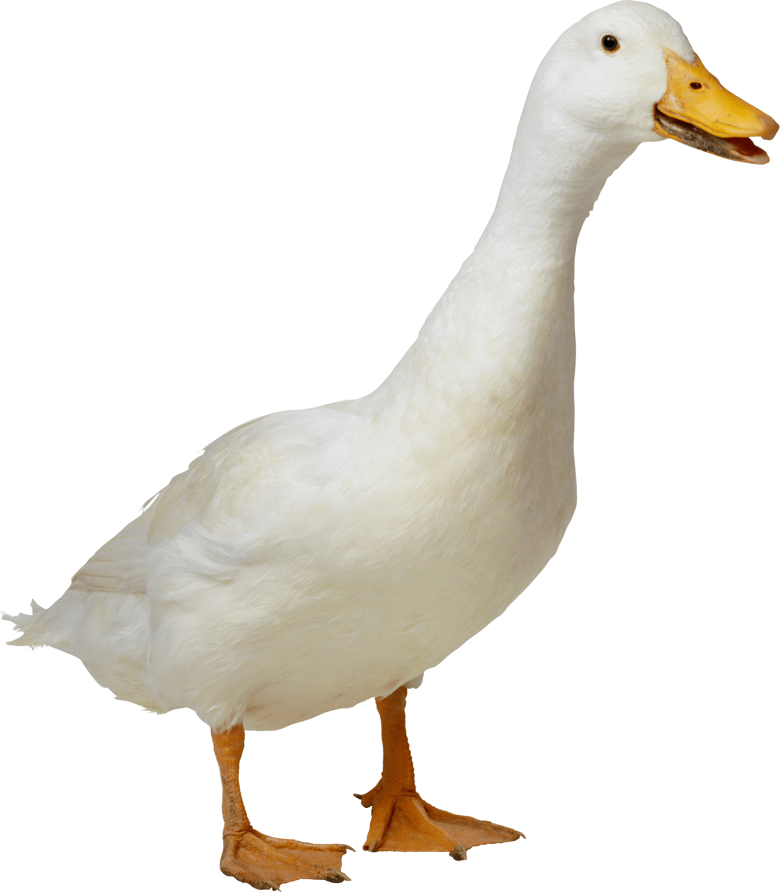 White Duck - Goose, Transparent background PNG HD thumbnail