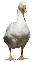 White Goose Png Image #33524 - Goose, Transparent background PNG HD thumbnail