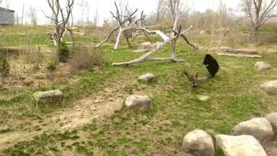 Filename: Brave Goose Chases Away Gorilla3.gif - GooseGorilla, Transparent background PNG HD thumbnail