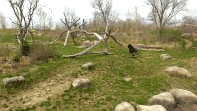 Filename: Brave Goose Chases Away Gorilla4.gif - GooseGorilla, Transparent background PNG HD thumbnail