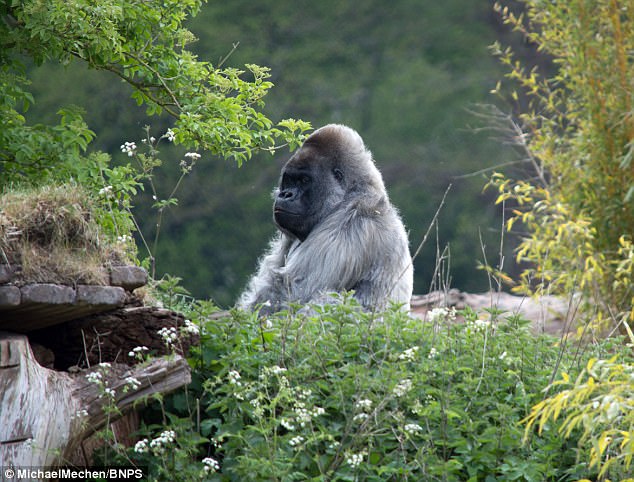 The Bad Tempered Silverback Lives Alone On His Own Island On A Lake At Longleat - GooseGorilla, Transparent background PNG HD thumbnail