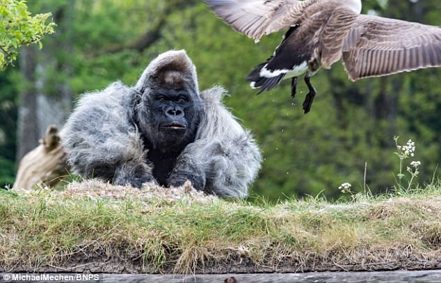 The Hulking 400Lb Western Lowland Gorilla Didnu0027T Take Kindly To The Sudden Arrival Of - GooseGorilla, Transparent background PNG HD thumbnail