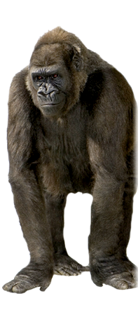 Gorilla Png - Gorilla, Transparent background PNG HD thumbnail