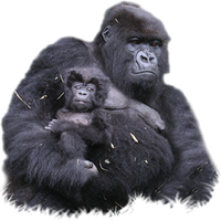 Gorilla Png Clipart Png Image - Gorilla, Transparent background PNG HD thumbnail