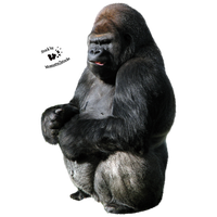 Gorilla Png Png Image - Gorilla, Transparent background PNG HD thumbnail