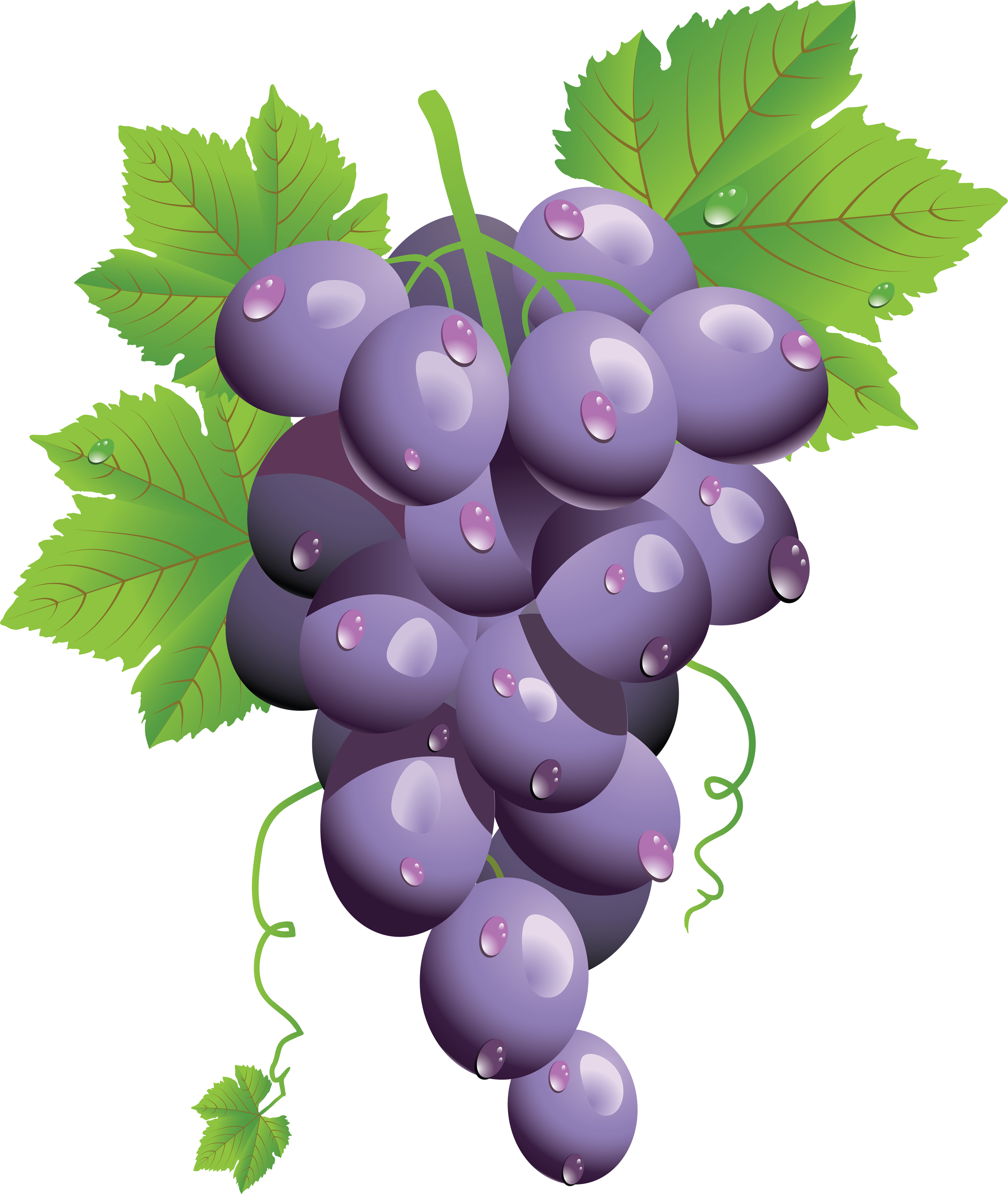 Grape Png Image - Grape, Transparent background PNG HD thumbnail