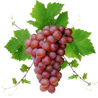 Grape Png Image Download Picture Png Image - Grape, Transparent background PNG HD thumbnail