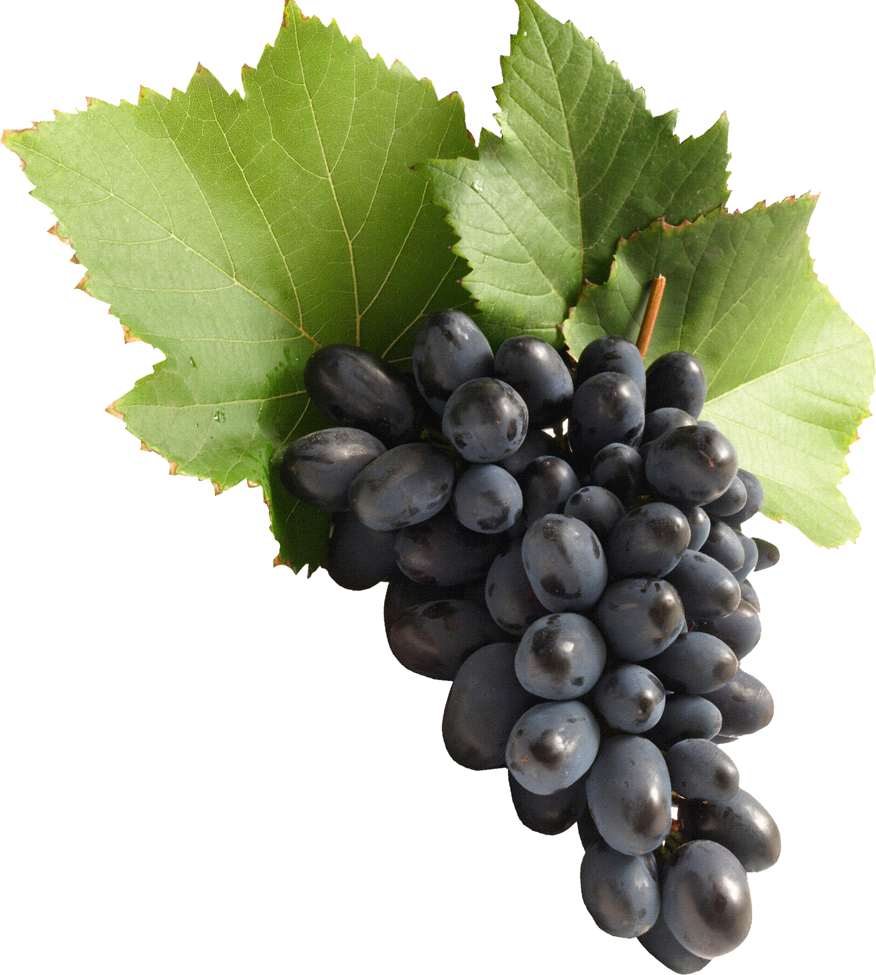 Grape Png Image Download, Free Picture - Grape Vine, Transparent background PNG HD thumbnail