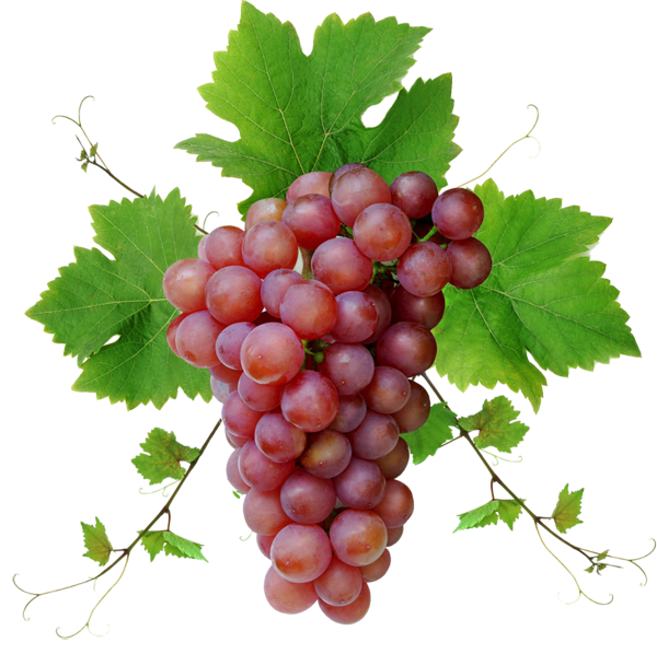 Grape Png Image Download, Free Picture - Grape Vine, Transparent background PNG HD thumbnail
