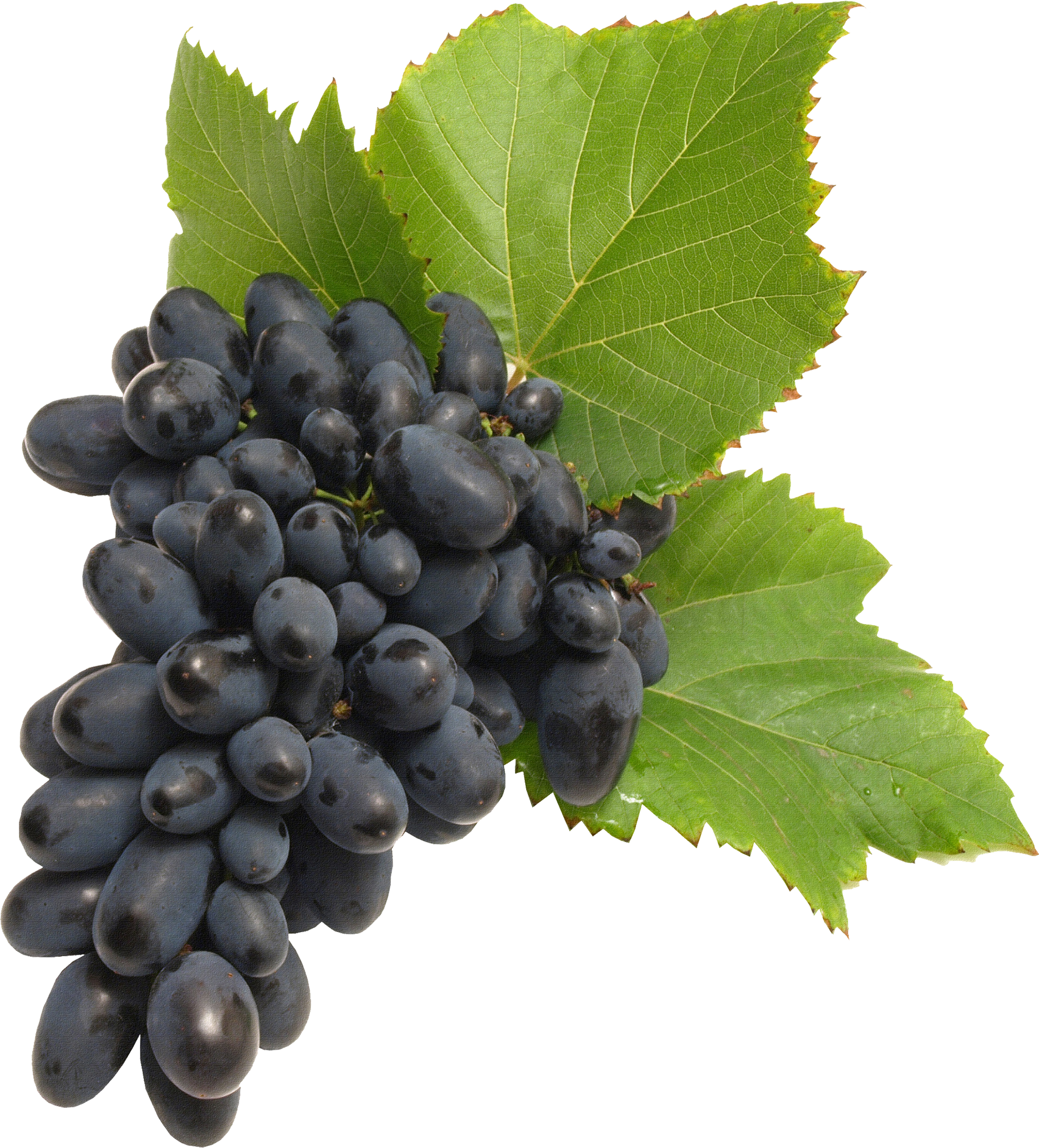 . Hdpng.com Grapes Gallery Isolated Stock Photos By Nobacks Hdpng.com  - Grape Vine, Transparent background PNG HD thumbnail