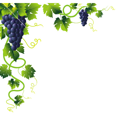 Grapes Vine Clipart | Clipart Library   Free Clipart Images - Grape Vine, Transparent background PNG HD thumbnail