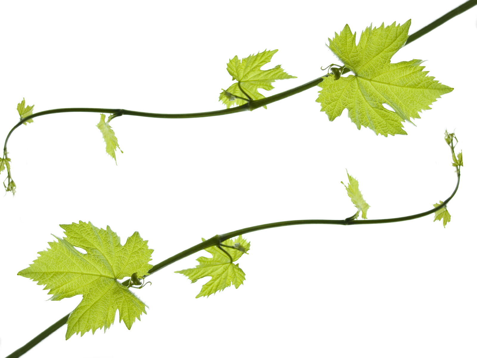 Grape Vine Png Hd Free - Grapevine Border   Clipart Library, Transparent background PNG HD thumbnail