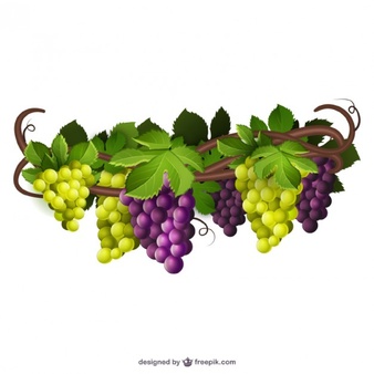 Green And Purple Grapes - Grape Vine, Transparent background PNG HD thumbnail