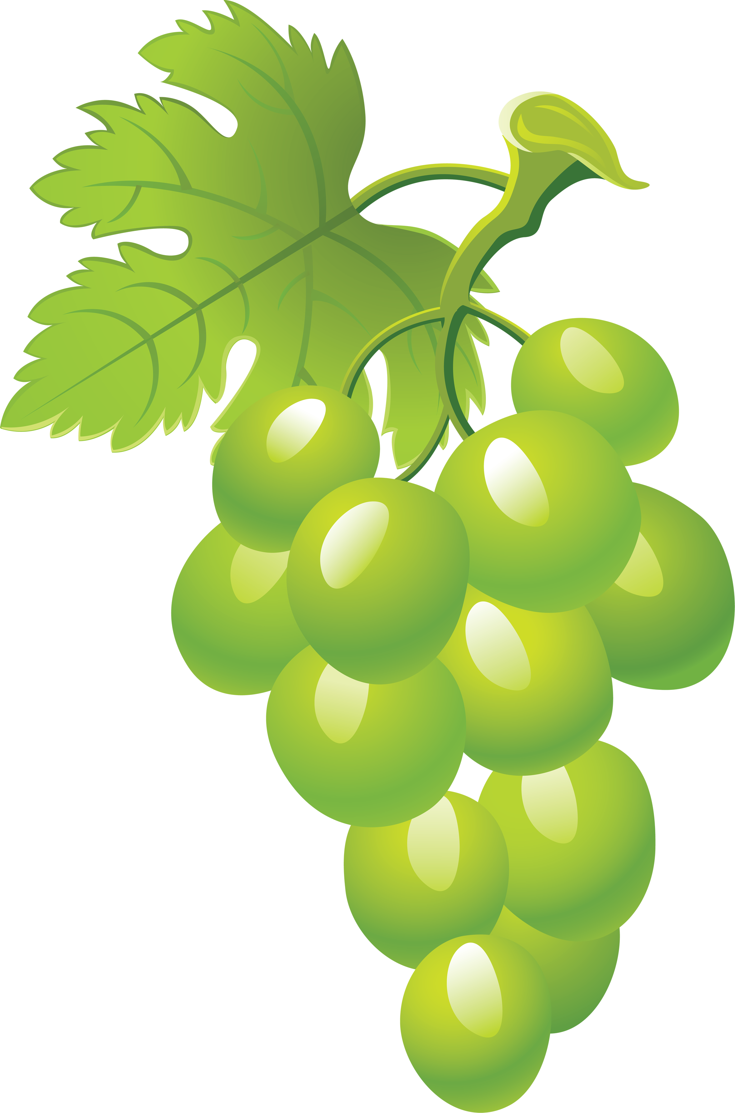 Green Grape Picture Png Image - Grape Vine, Transparent background PNG HD thumbnail