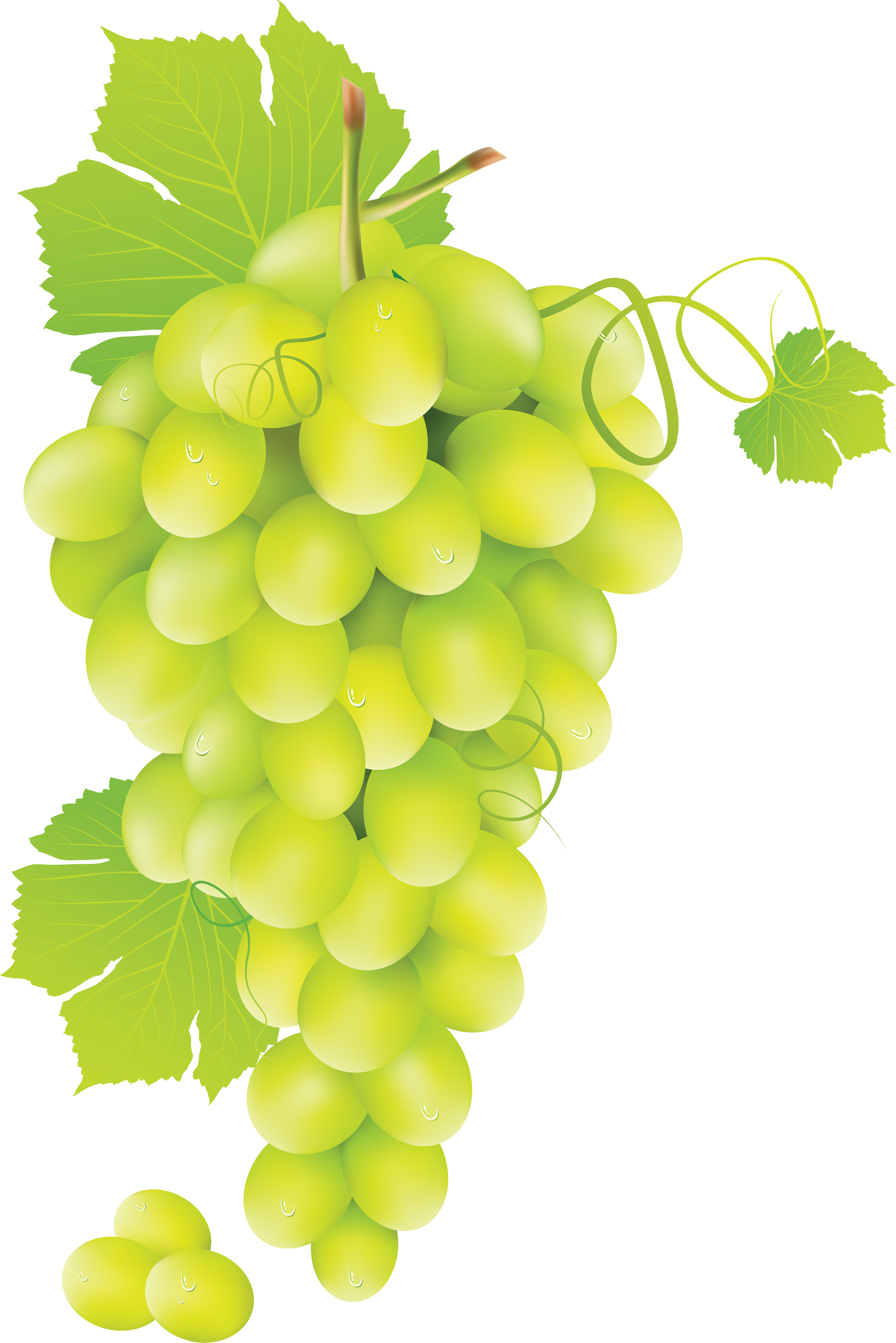 Green Grape Png Image - Grape Vine, Transparent background PNG HD thumbnail