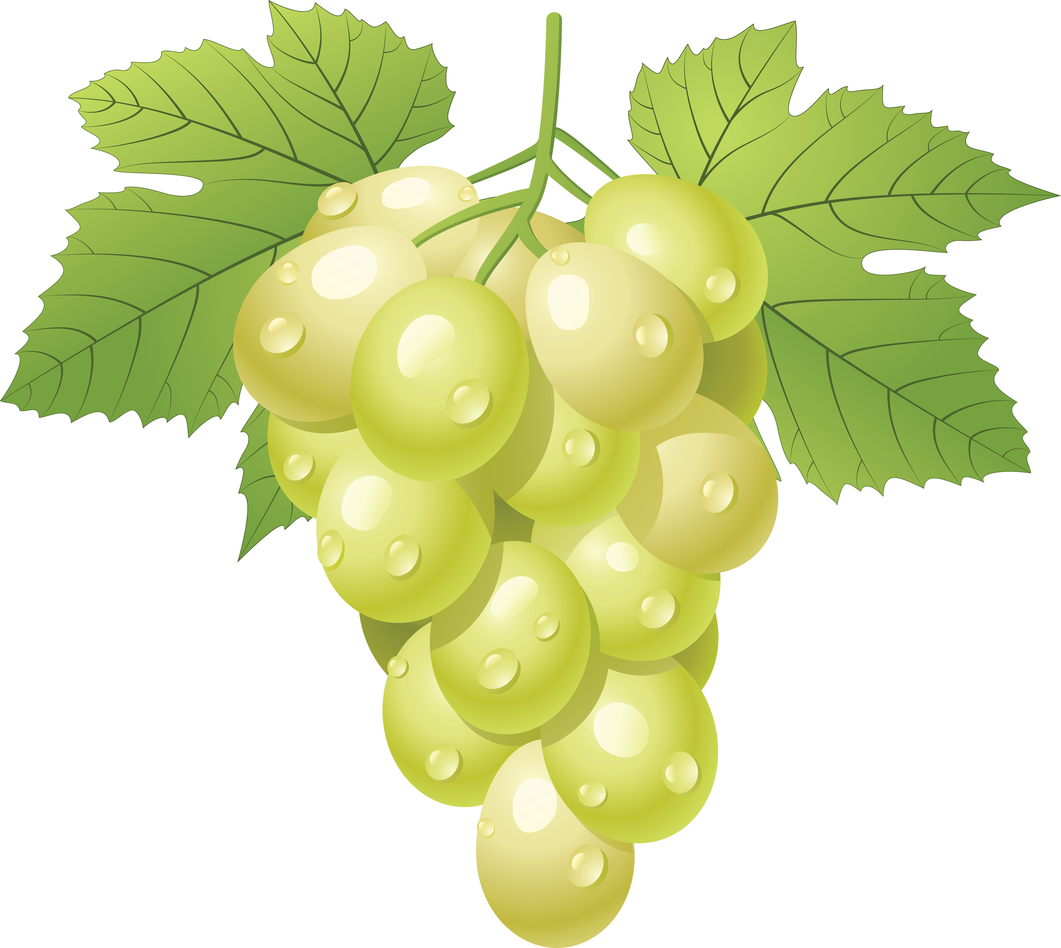 Green Grape Png Image - Grape Vine, Transparent background PNG HD thumbnail