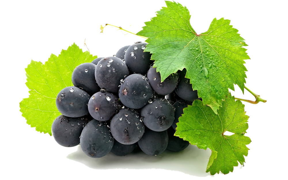 Pin Grape Clipart Art #6 - Grape Vine, Transparent background PNG HD thumbnail