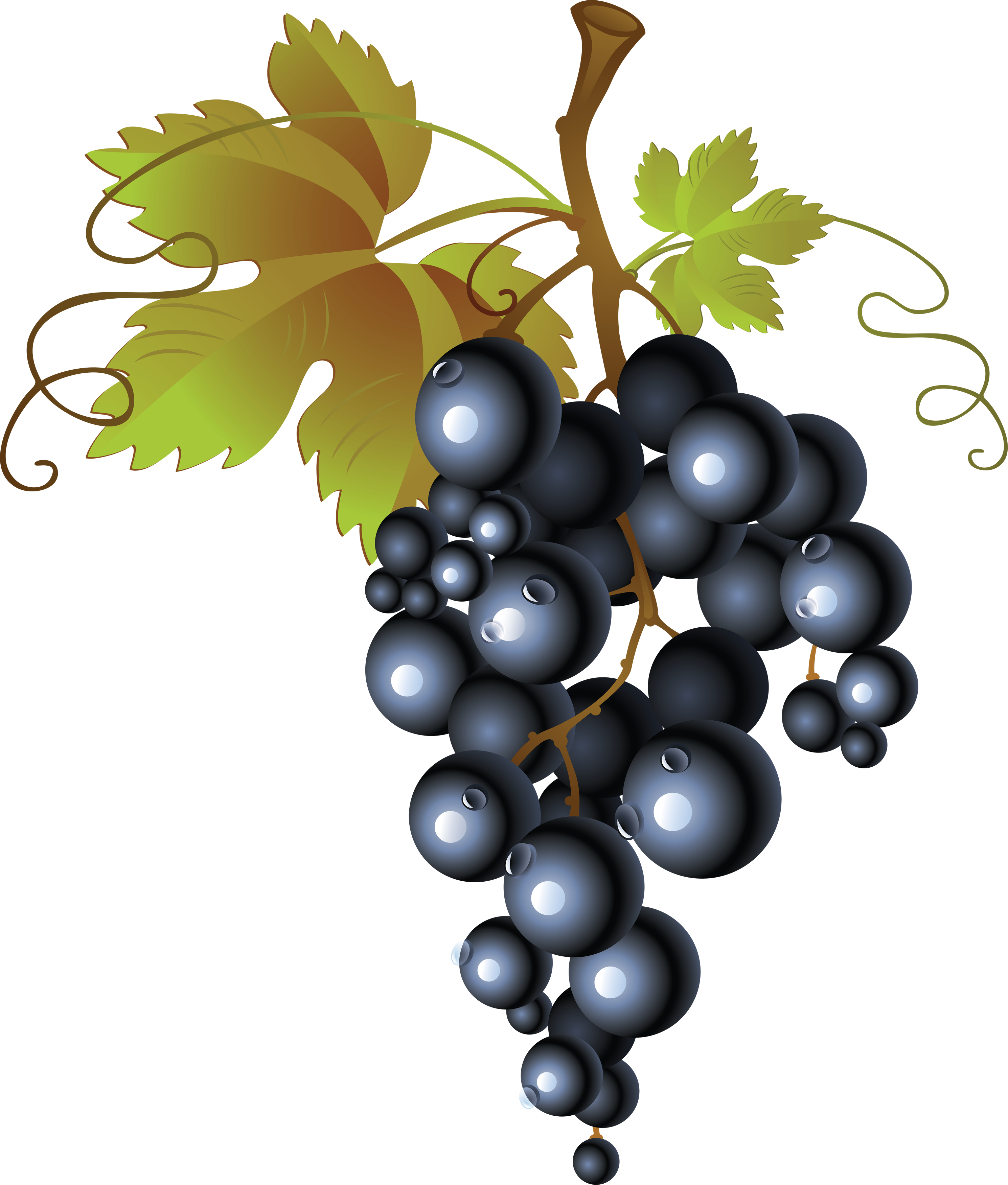 Grapes Vine Clipart | Clipart