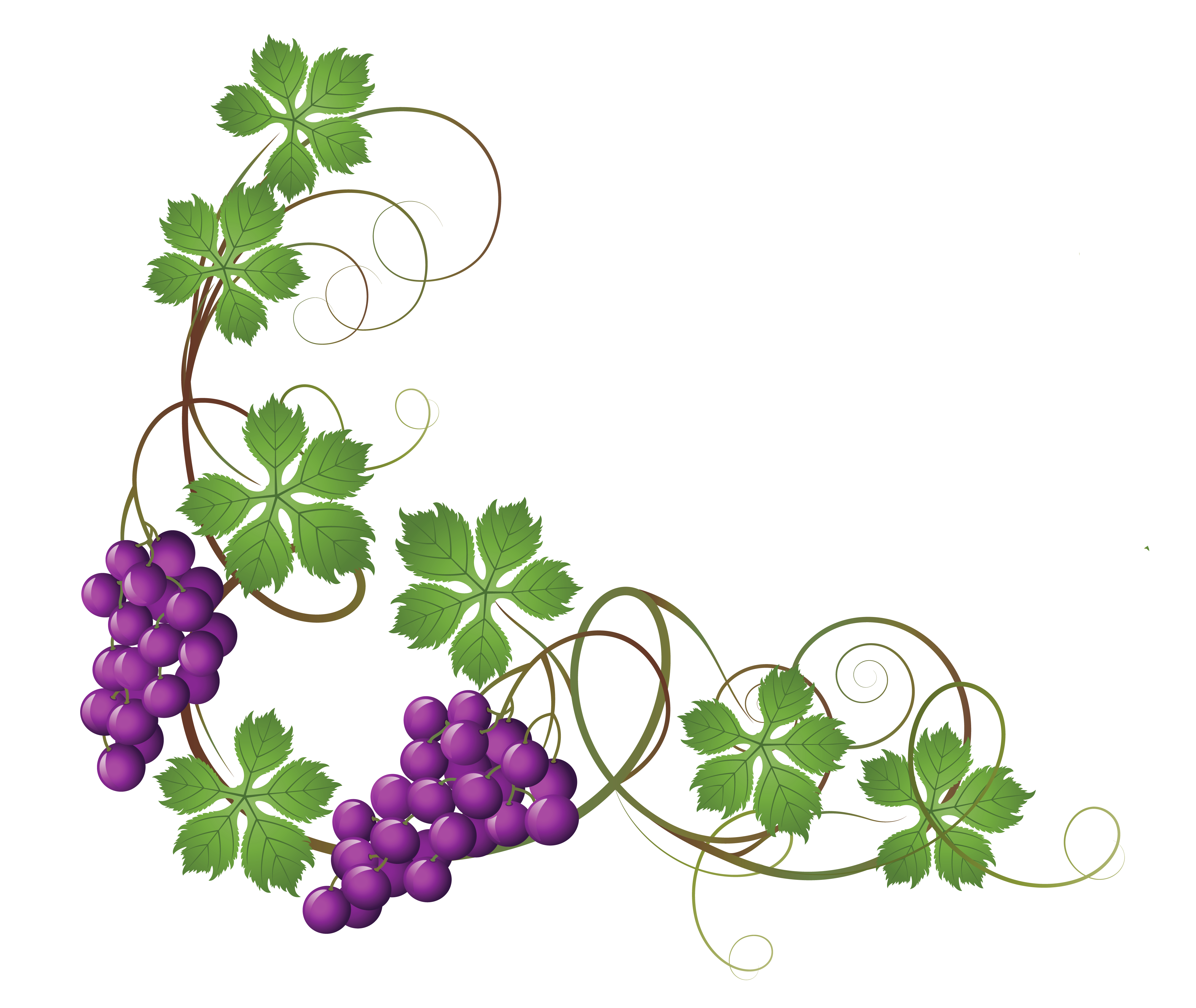Transparent Vine Decoration Png Clipart Picture - Grape Vine, Transparent background PNG HD thumbnail
