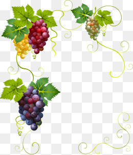 Vector Painted Grapes Border, Vector, Hand Painted, Grapes Border Png And Vector - Grape Vine, Transparent background PNG HD thumbnail