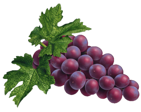 Grape PNG Picture