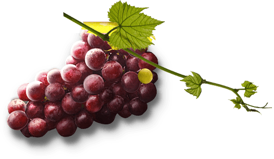 Grape Png Image Download Picture Png Image - Grapes, Transparent background PNG HD thumbnail