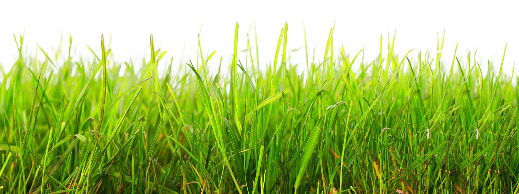 Grass Hd Png Hdpng.com 1750 - Grass, Transparent background PNG HD thumbnail