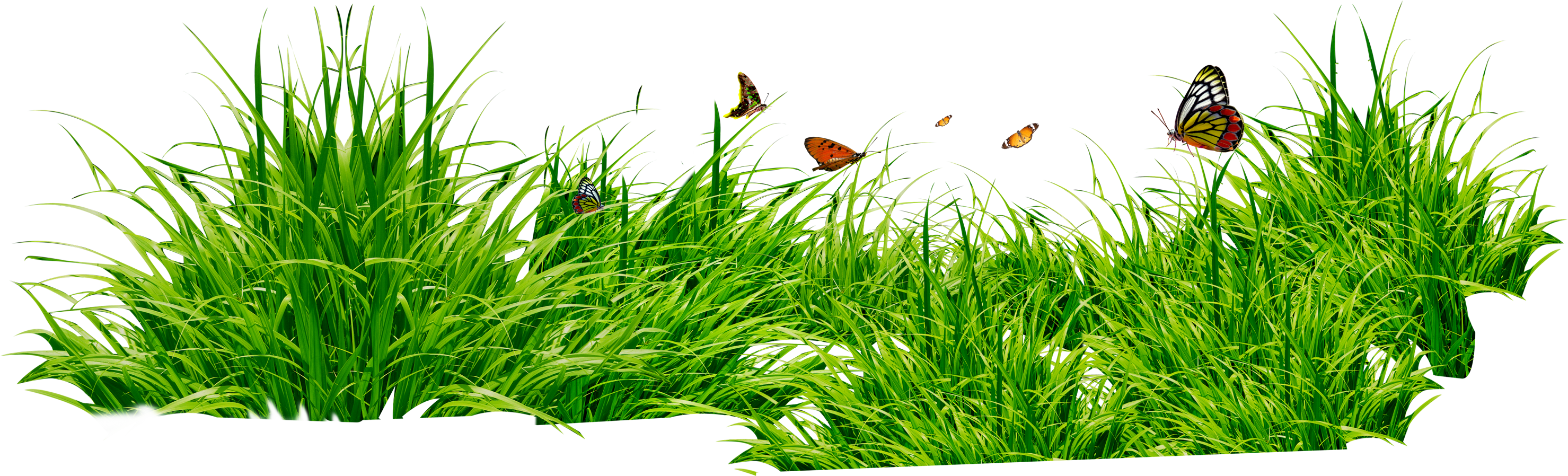 Grass Images Pictures Clip Art - Grass, Transparent background PNG HD thumbnail