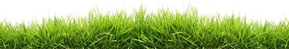 Grass.png - Grass, Transparent background PNG HD thumbnail