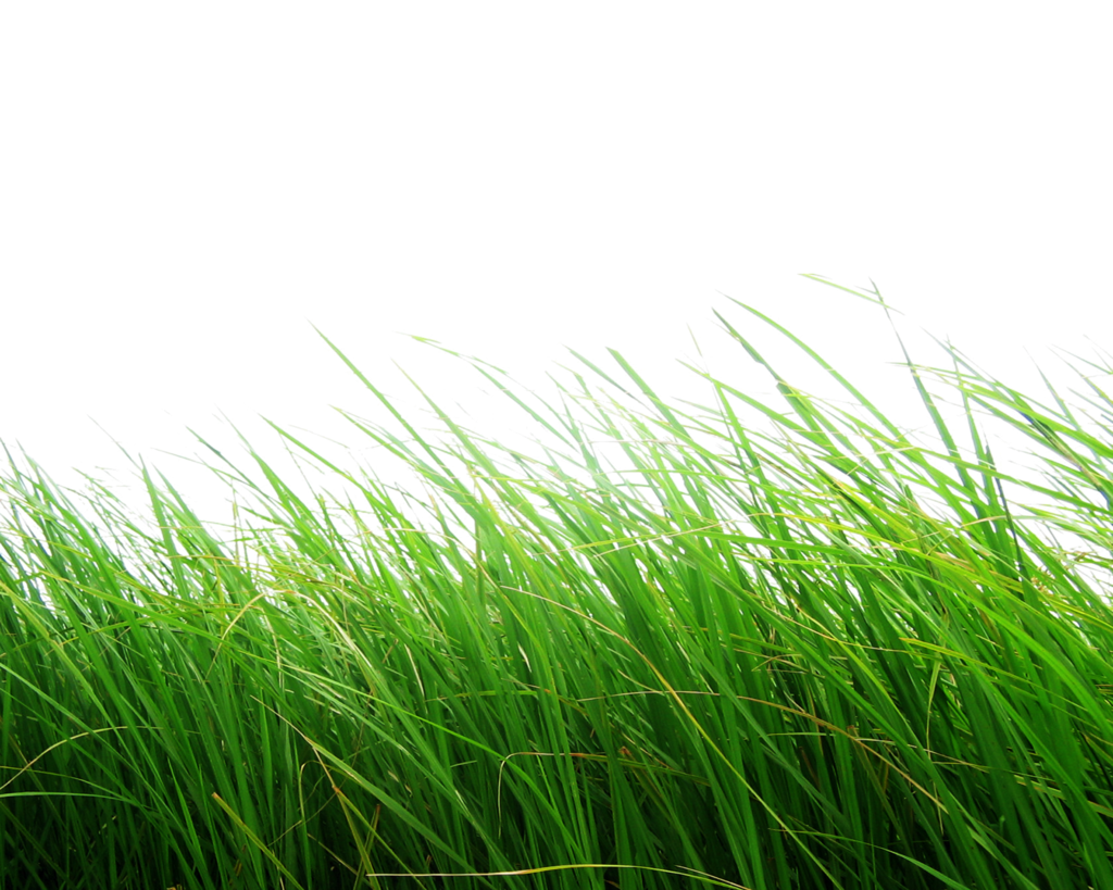Grass Png Image, Green Grass Png Picture - Grass, Transparent background PNG HD thumbnail