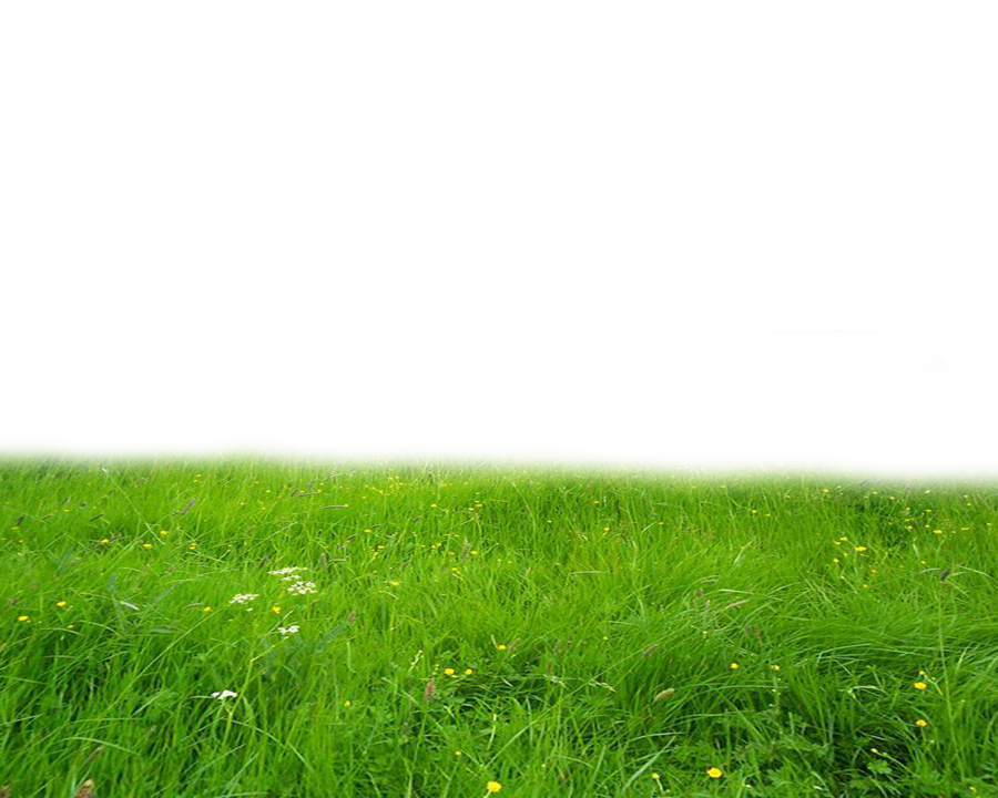 Png Grass By Moonglowlilly Hdpng.com  - Grass, Transparent background PNG HD thumbnail