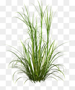 Underbrush, Grass, Green, Creative Grass Png Image - Grass, Transparent background PNG HD thumbnail