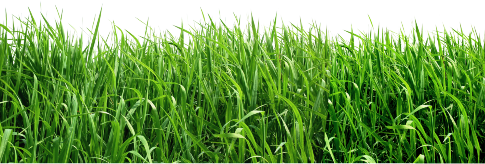 grass png image, green grass 