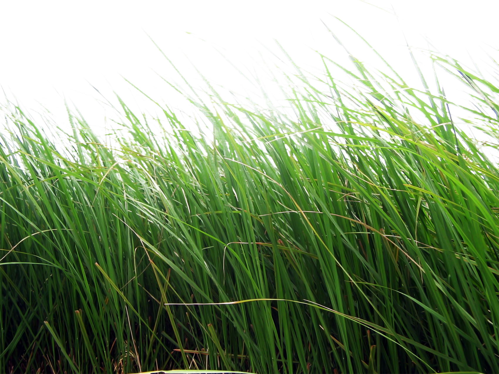 spring grass png transparent 
