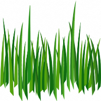 Grass PNG Transparent Image