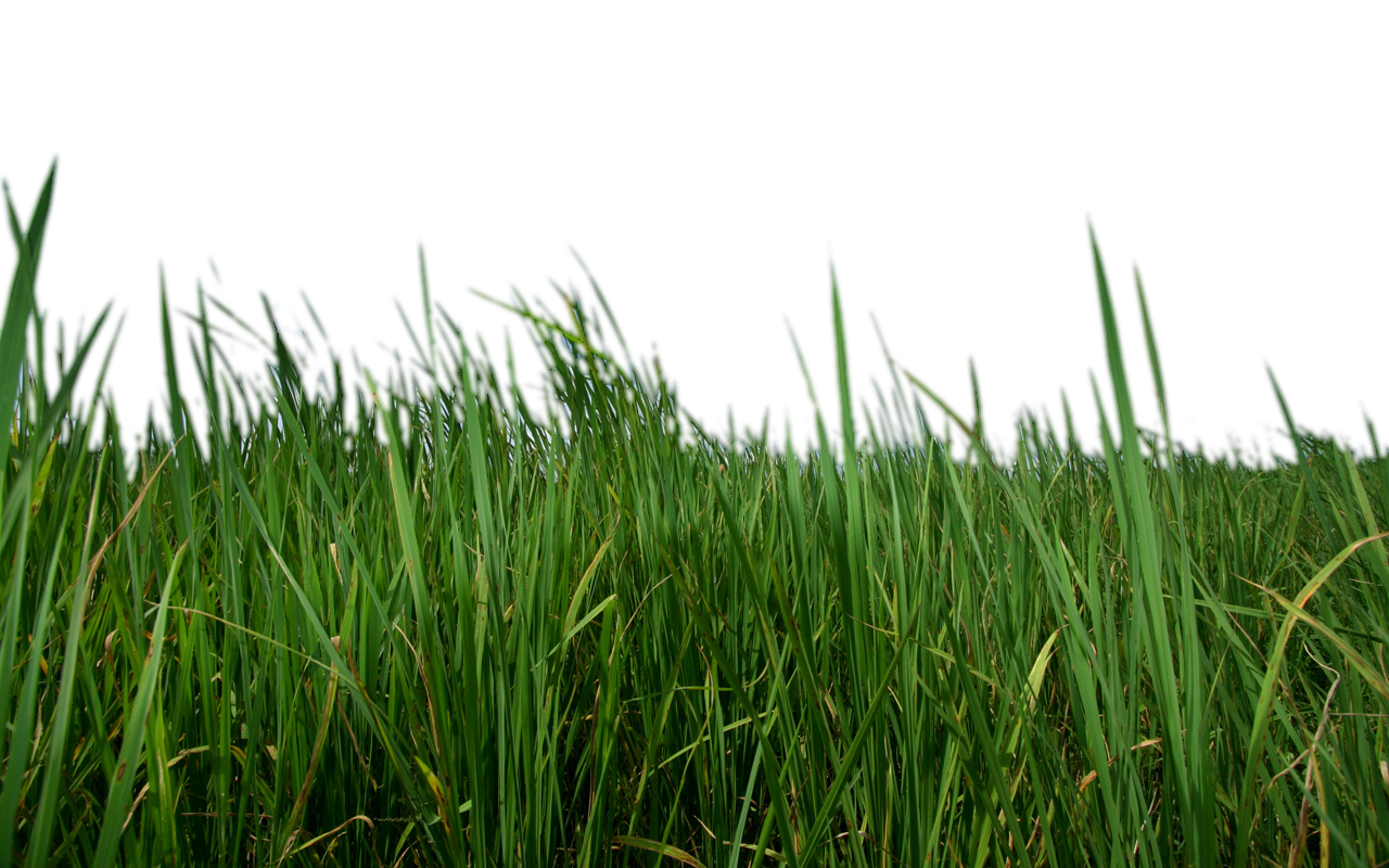 spring grass png transparent 