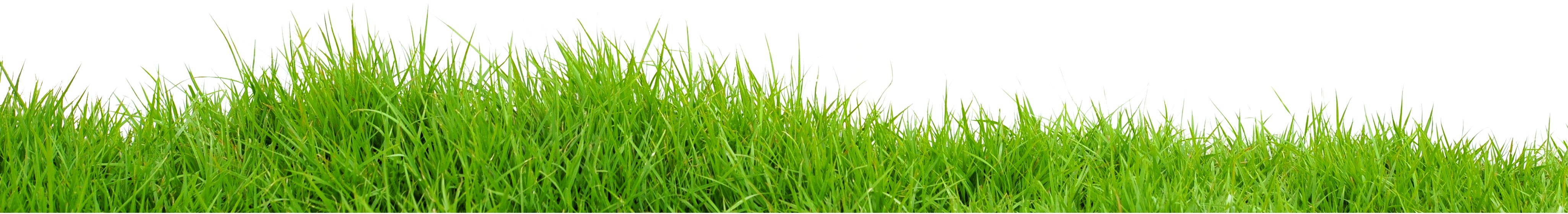 Grass Png Free Pictures, Images Grass Png Download Free - Grasses, Transparent background PNG HD thumbnail