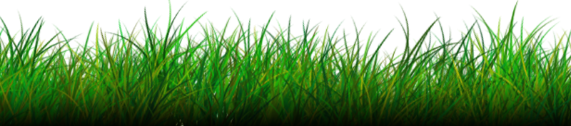 Grass Png Image - Grasses, Transparent background PNG HD thumbnail