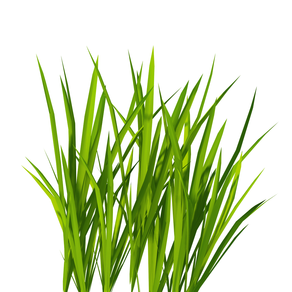 grass png image, green grass 