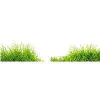 Grass Png Image Green Grass Png Picture Png Image - Grasses, Transparent background PNG HD thumbnail
