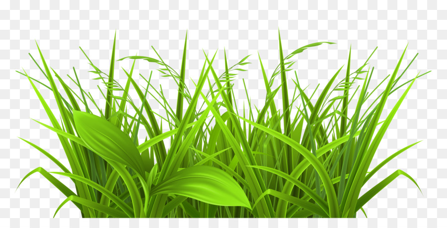 Grasses Free Content Clip Art   Field Png File - Grasses, Transparent background PNG HD thumbnail