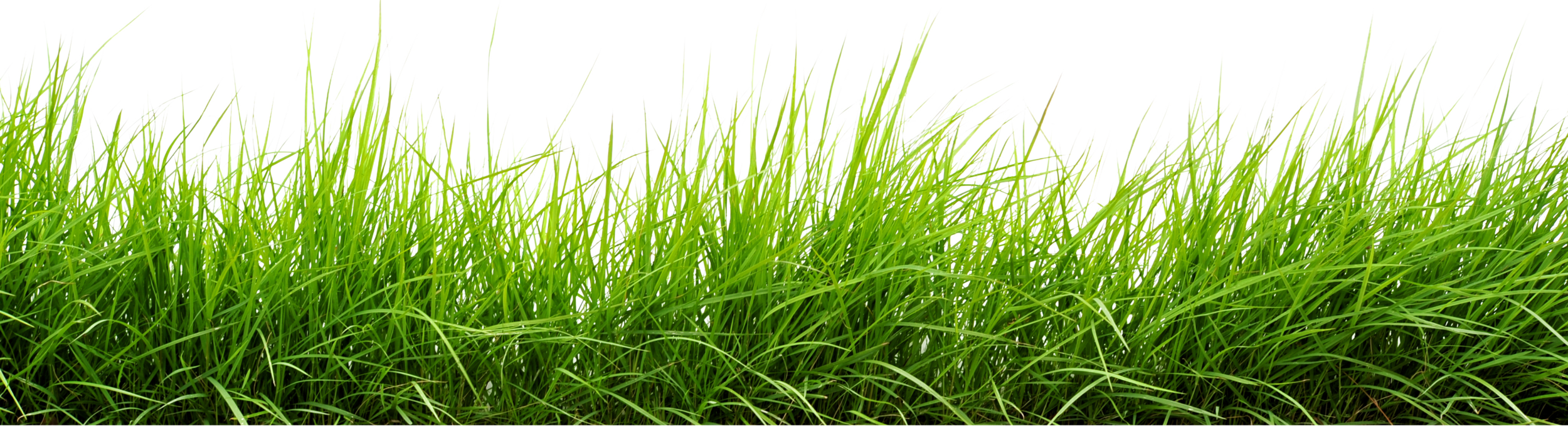 Green Grass 17.png (2500×680) - Grasses, Transparent background PNG HD thumbnail