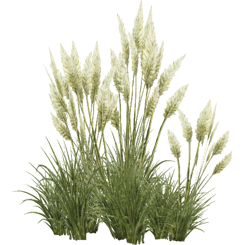 Pgrass - Grasses, Transparent background PNG HD thumbnail