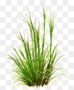 Underbrush, Web Page, Grass, Subtilis Png Image And Clipart - Grasses, Transparent background PNG HD thumbnail
